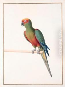 Conure A Tete D'or - 
Golden-capped Conure - Aratinga Auricapilla Aurifrons. Native To Brazil by Nicolas Robert