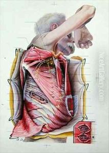 Dissection of the right lateral face of the thorax from a book on anatomy by S. Dupret