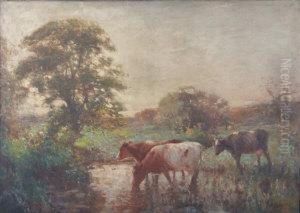 Three Cows Drinking At A Pool