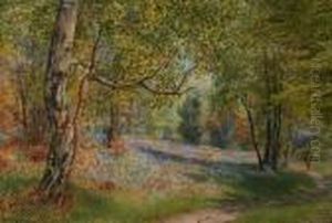 Bluebell Woods At Pott Shrigley, Cheshire