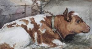 Cow Resting In A Byre