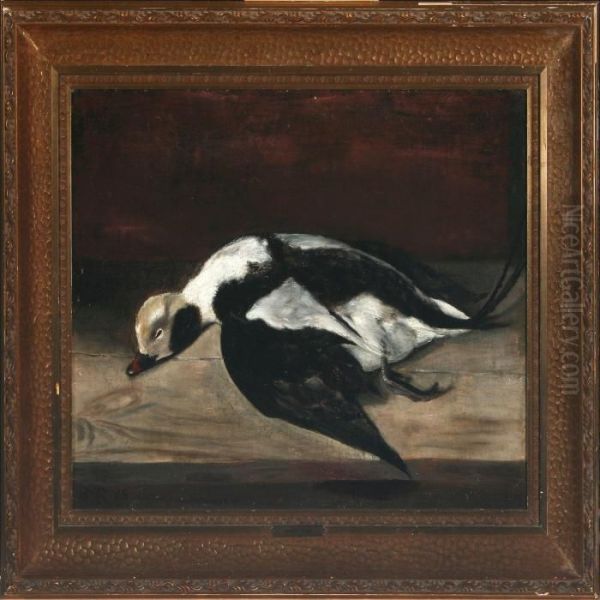 Long-tailed Duck - view 1