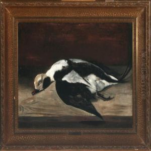 Long-tailed Duck