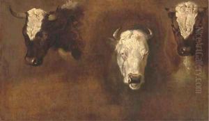 Three studies of bulls' heads by Simon van der Does