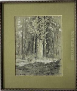 Bosque by Lluis Roig Ensenat