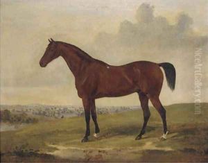 Bloomsbury, a bay racehorse