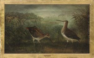 Watering Snipe
