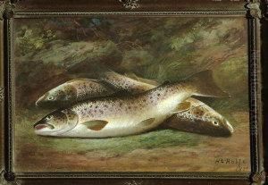 A Study Of Three Trout Taken From The River Test