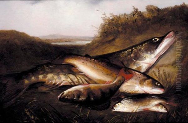 A Pike, A Trout, A Perch And Two Rudd; Rainbow Trout - view 1