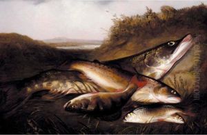 A Pike, A Trout, A Perch And Two Rudd; Rainbow Trout