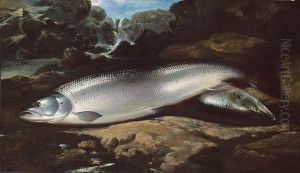 Salmon On A Rock By A River