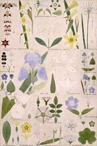 Botanical illustration by Christopher Dresser