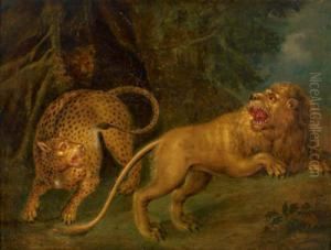Leopard Und Lowe