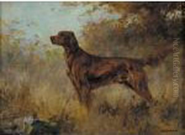 A Red Setter - view 1