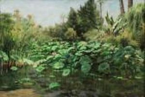"piante Di Papiro A Ghiach - Cairo - Egitto" 20/6/1901
