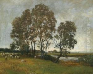 Pecore Sul Pascolo