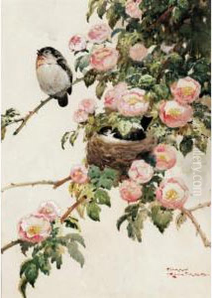 Finches - view 1