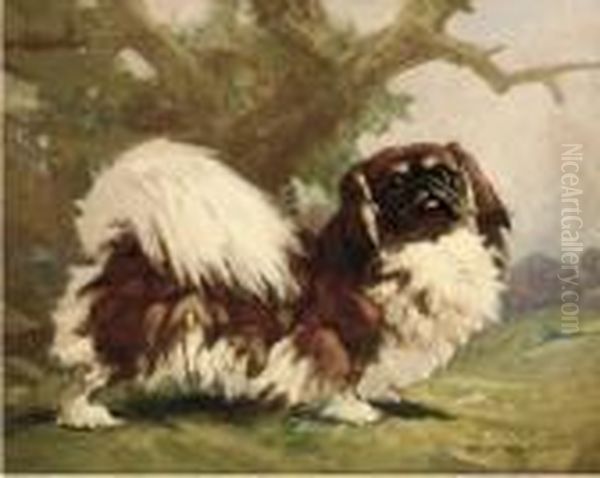 A Pekingese - view 1