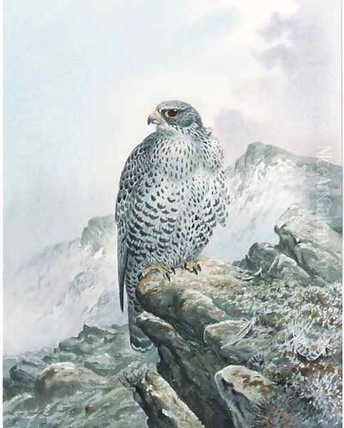 A falcon on a rocky outcrop - view 1