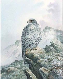 A falcon on a rocky outcrop by Carl Donner