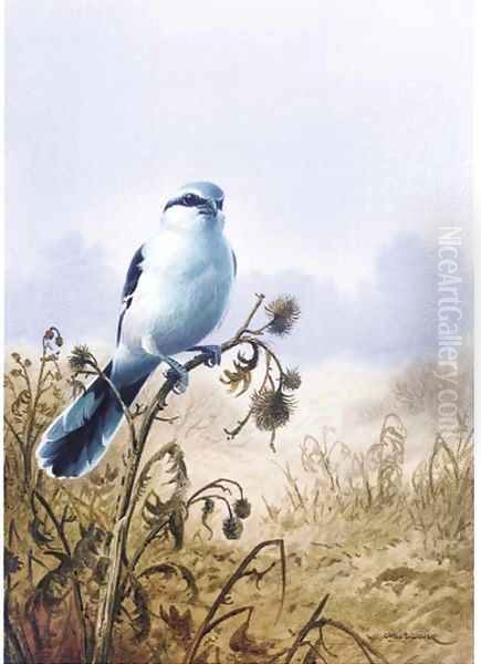 A great grey shrike - view 1