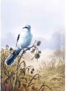 A great grey shrike by Carl Donner