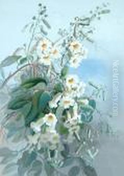 White Trumpet Flowers - view 1