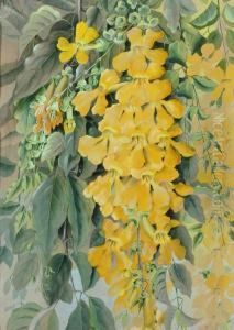 Yellow Trumpet Vine by Marian Ellis Rowan