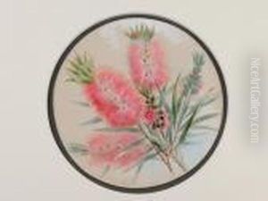 Callistemon
