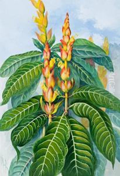 Aphelandra Squarrosa - view 1