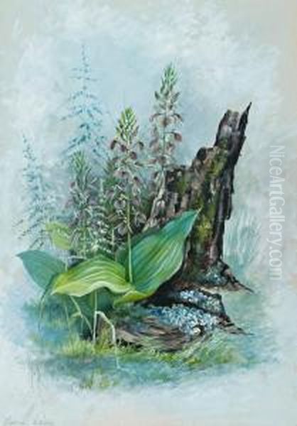 Leptorchis Liliifolia - view 1