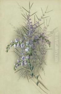 Australian Wildflowers by Marian Ellis Rowan