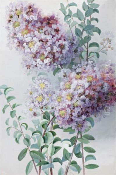 Crepe Myrtle - view 1
