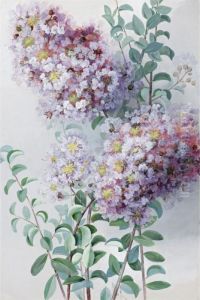 Crepe Myrtle
