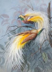 Two Male Birds Of Paradise In The Branches Of A Tree by Marian Ellis Rowan