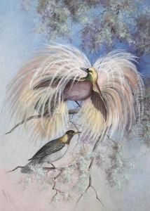 Birds Of Paradise