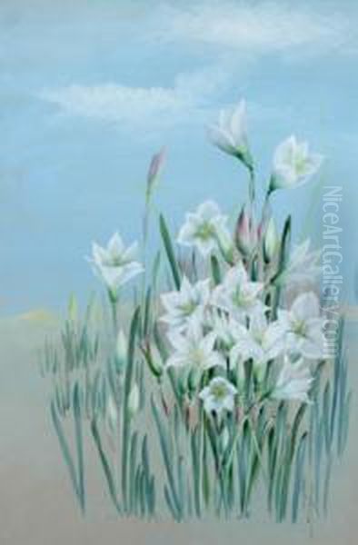 Whitelily - view 1
