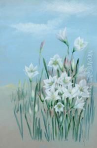 Whitelily Whitelily