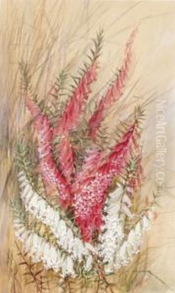 West Australian Heath - view 1
