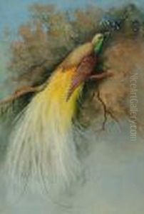 A Bird Of Paradise by Marian Ellis Rowan