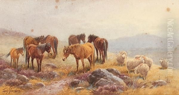 Dartmoor Ponies And Sheep - view 1