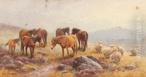 Dartmoor Ponies And Sheep