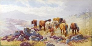 Ponies On Dartmoor; Sheep On A Devonclifftop