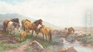 Dartmoor Ponies And Sheep