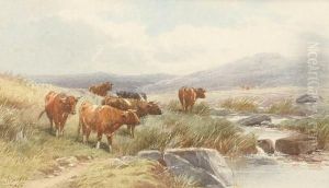 Cattle On Dartmoor