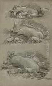 Sows And Piglets