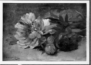 Pivoines by Dominique Rozier