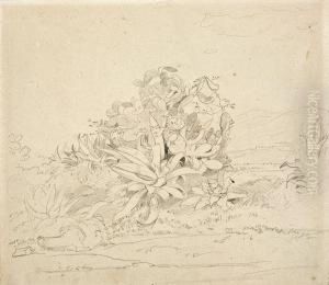 Studie Zukakteenpflanzen by Johann Moritz Rugendas