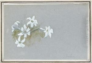Edelweis by John Ruskin