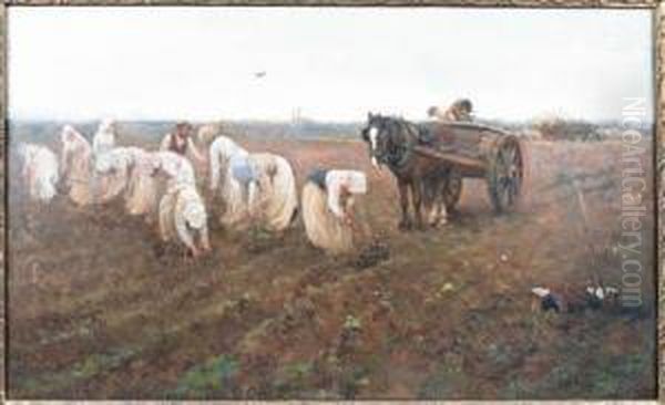 Clearing Potato Field - view 1